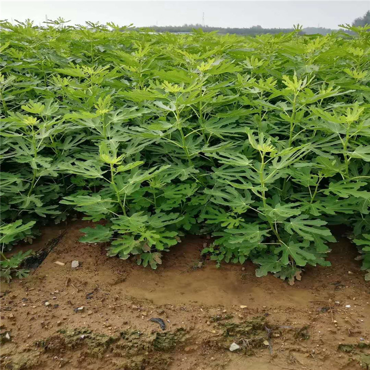启晟 无花果苗直供 无花果苗基地 批量供应