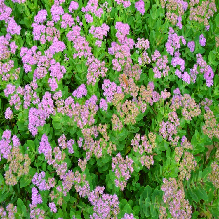 八宝景天东北观花八宝景天地被草花类植物