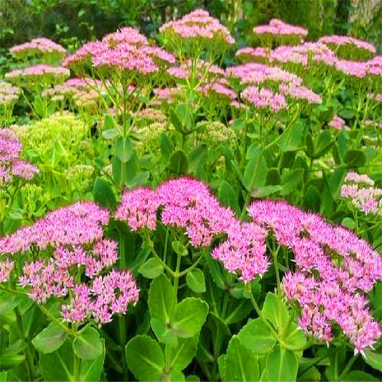 营养杯苗八宝景天东北别称华丽景天量大成优花圃直供品种全