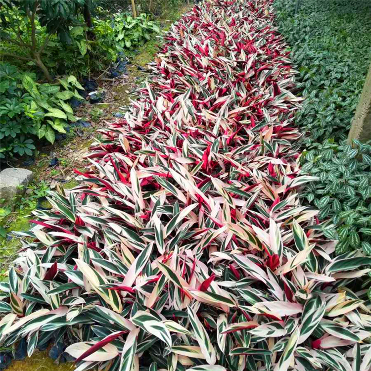 七彩竹芋重庆七彩竹芋杯苗基地直供各种地被植物