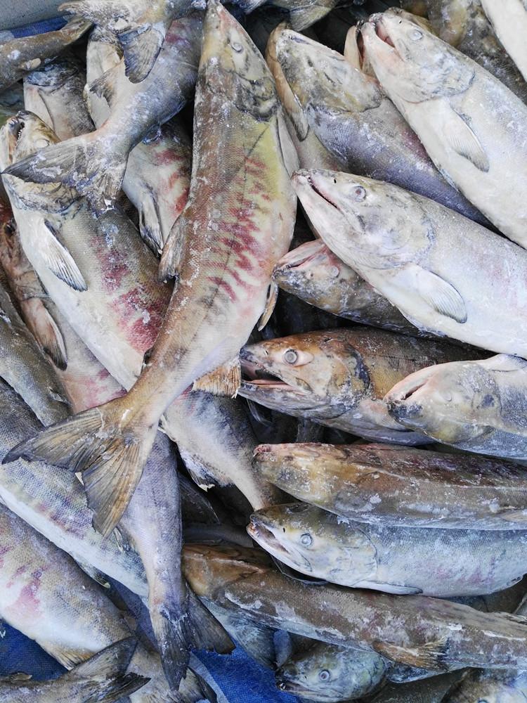 ranina ranina (linnaeus) red frog crab 红蟹,扳手蟹 蟹类武士鲟