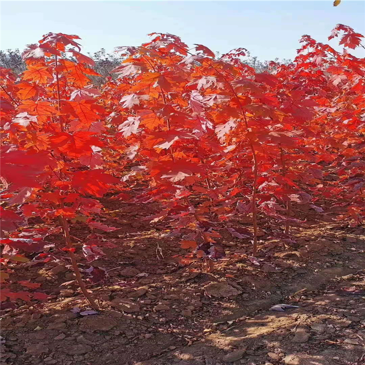 天麒綠化供應 美國紅楓樹苗 美國紅楓價格 質量放心可靠