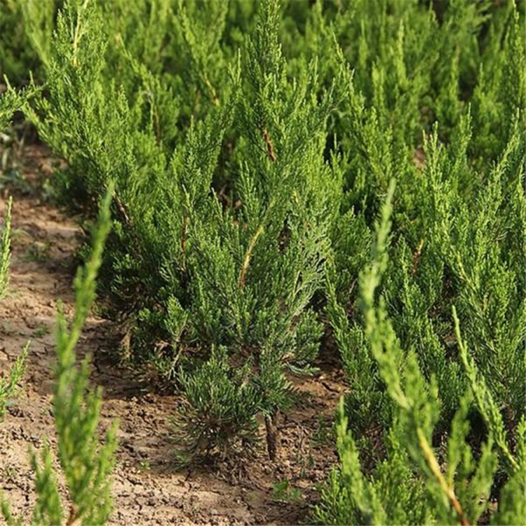 宝轩园林 龙柏种植基地 速生龙柏苗 常用解决方案