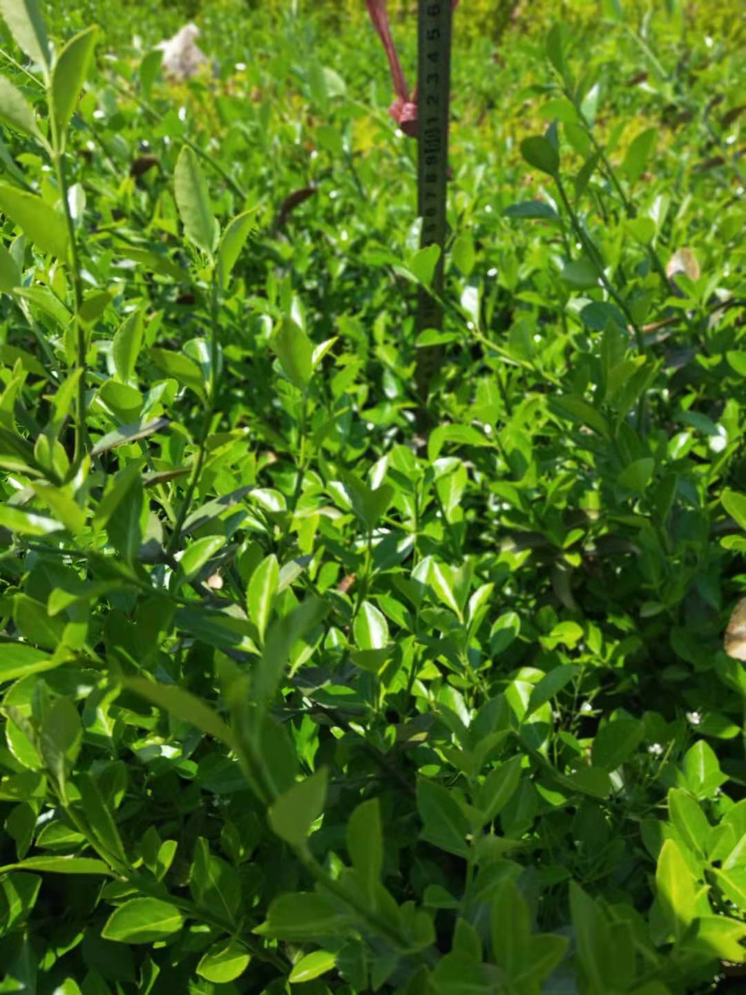 大叶扶芳藤绿化苗 根系发达 易成活 道路绿化扶芳藤