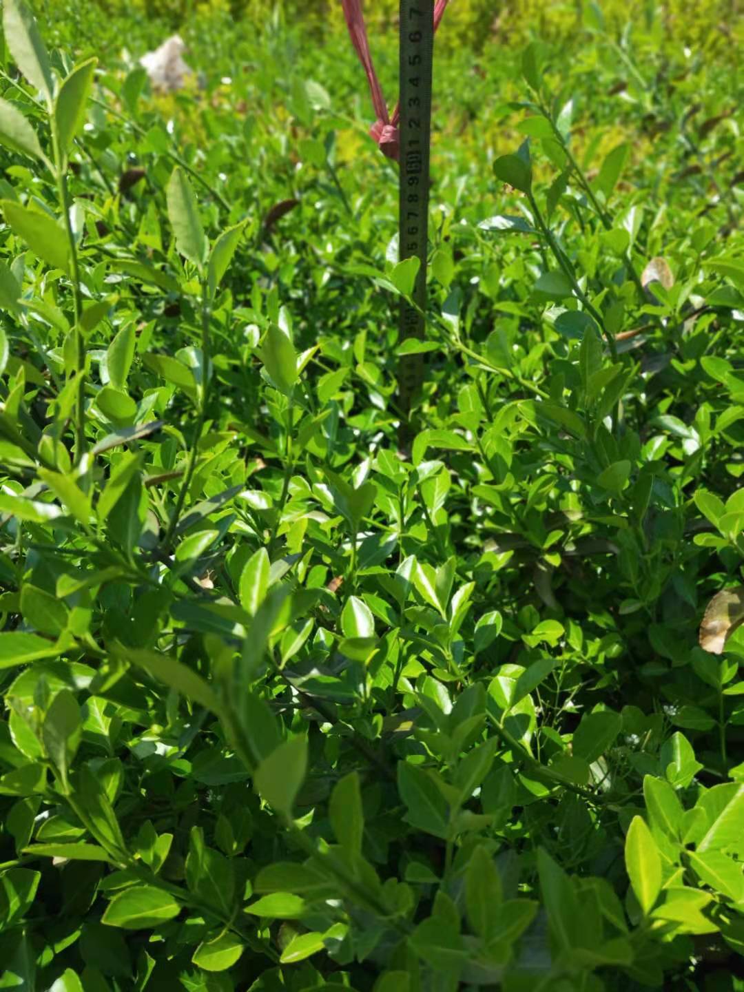 山东扶芳藤基地多分枝大叶扶芳藤盆栽扶芳藤