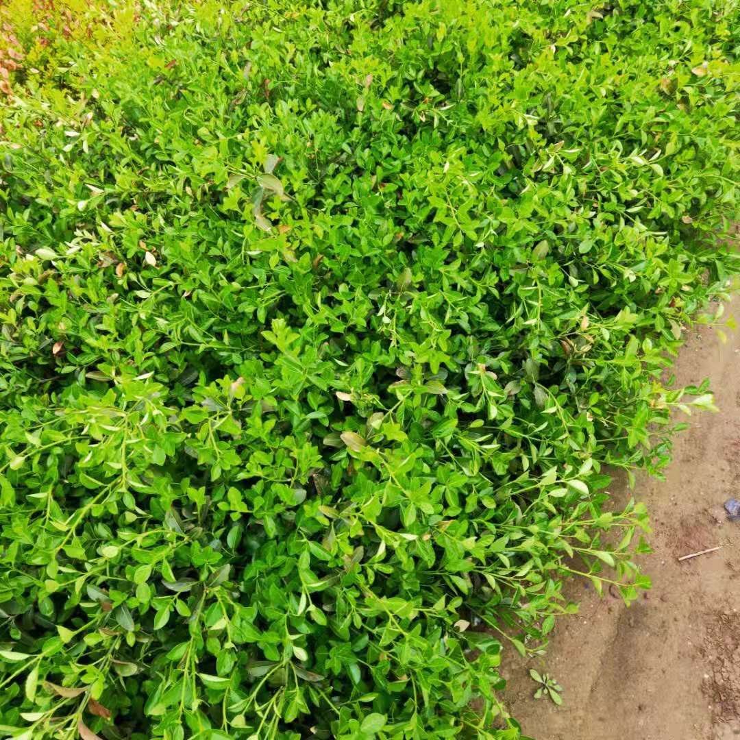 大叶扶芳藤供应基地地栽扶芳藤60cm扶芳藤