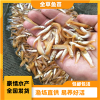 淡水俄罗斯金草鱼苗 体质健壮 黄金鲩鱼红眼赤目金草鱼苗