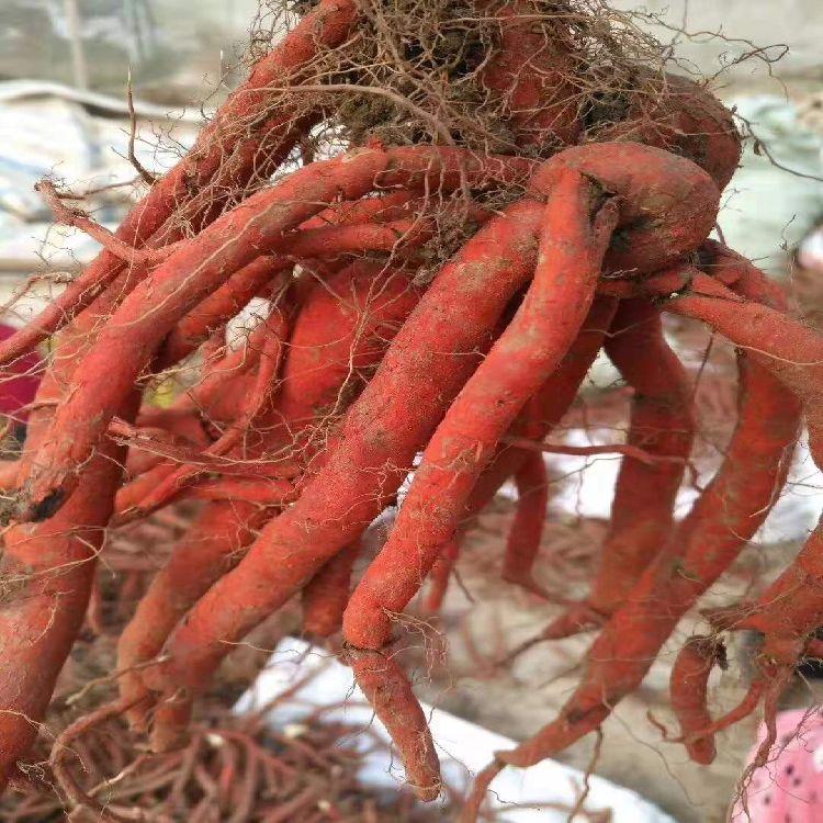 丹参种子丹参苗育种技术