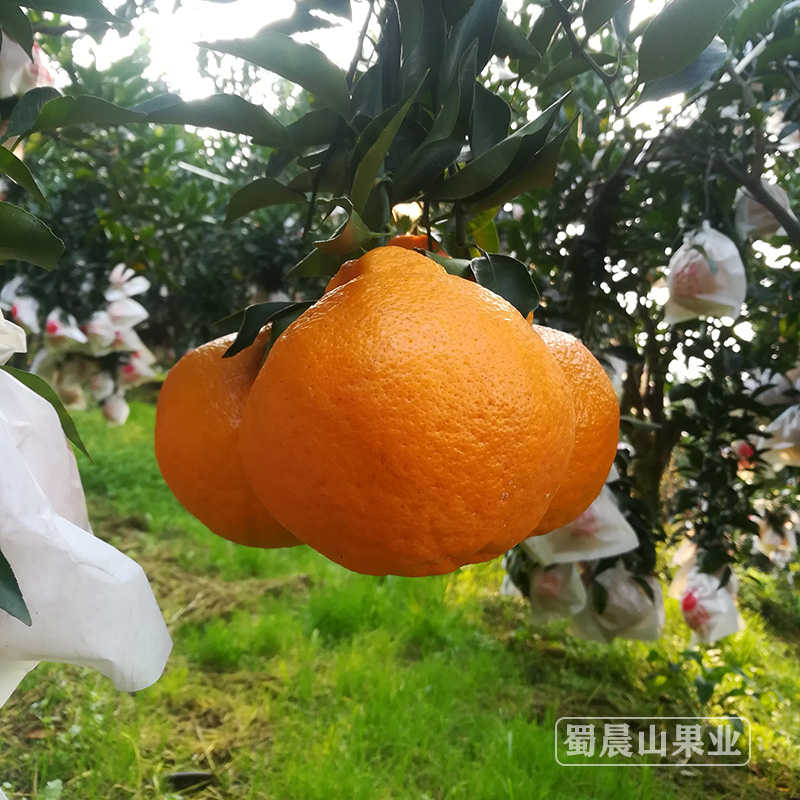 春见柑橘连云港适合在哪里养(连云港能种桔子吗)