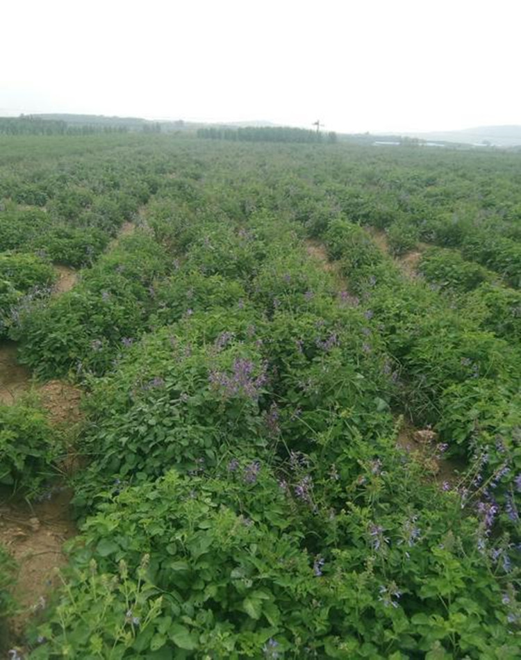 丹参的种植效益丹参在晚秋或早春种植后,生长期一年,于当年秋季收获.