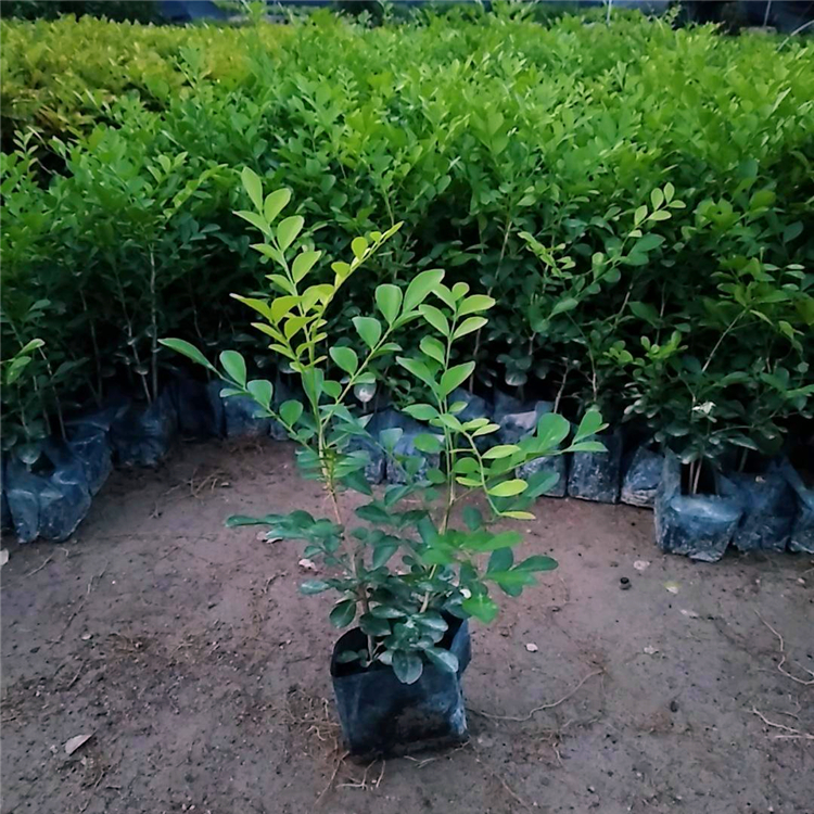 七里香苗报价 浙江七里香杯苗 道路小区园林绿化灌木苗