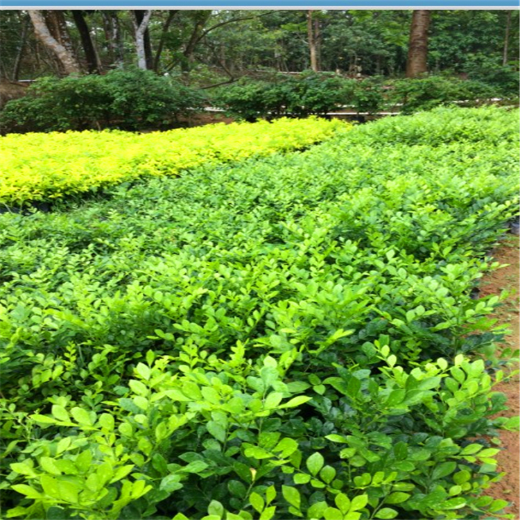 精品七里香苗 广东七里香 庭院苗木四季常青