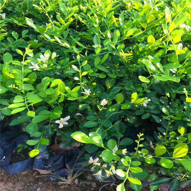七里香苗九里香袋苗多种规格福建批发供应绿化苗木净化空气
