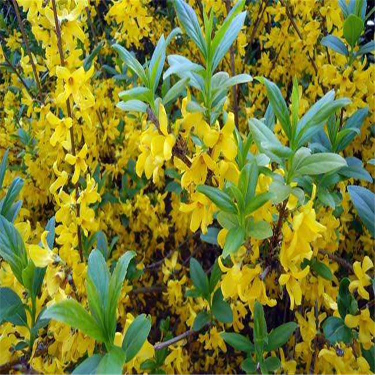 苗圃基地出售 东北连翘绿篱苗 东北连翘种植 服务放心可靠