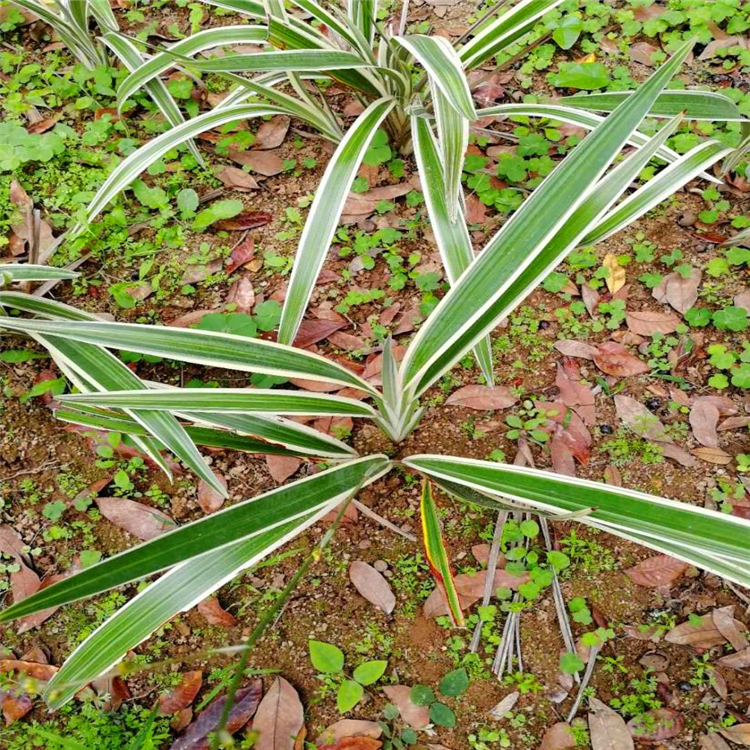 山管兰批发湖北山菅兰报价此信息长期有效