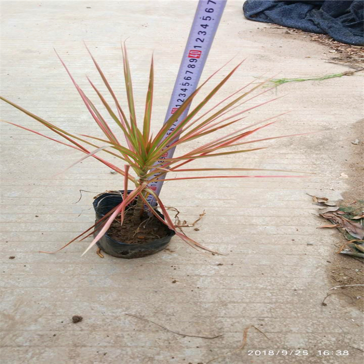 福建供应植物七彩马尾铁高档室内外大盆栽七彩马尾铁盆栽