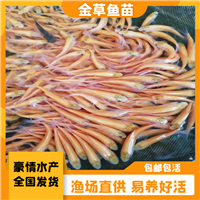 健康无病金草鱼苗 赤目红眼金草鱼苗 淡水养殖黄金鲩鱼苗