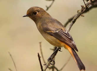 于经理经理89385934718133266816安徽宿州市砀山县良梨镇工业园区6号