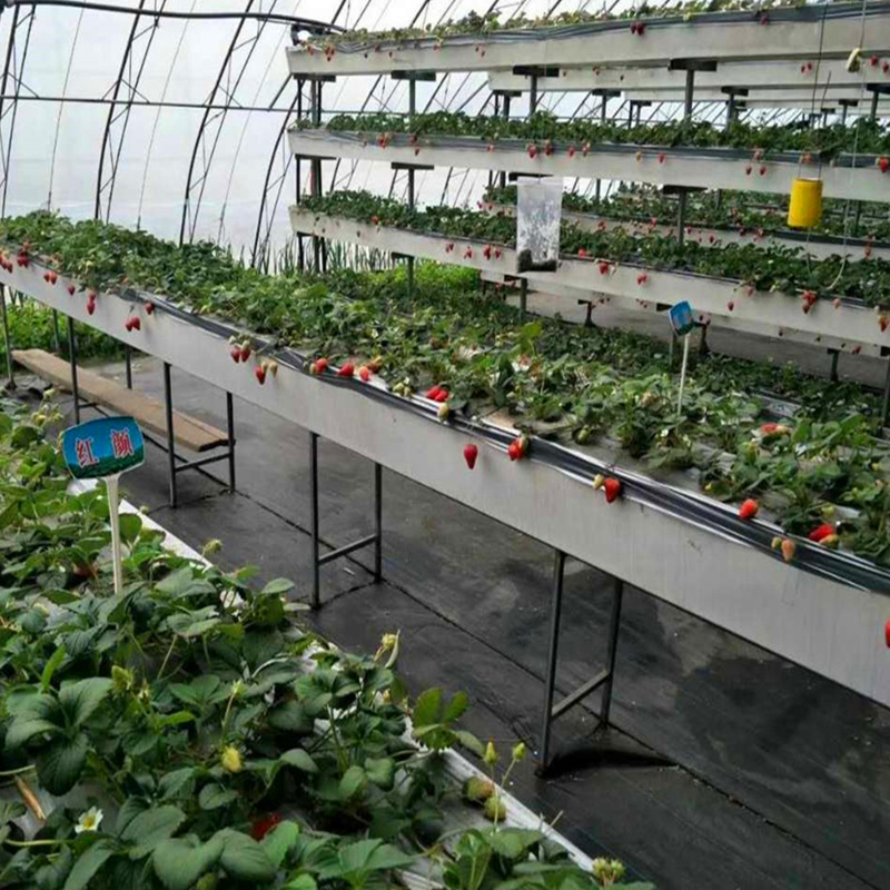 大棚草莓种植槽 尚霖草莓立体栽培槽厂家