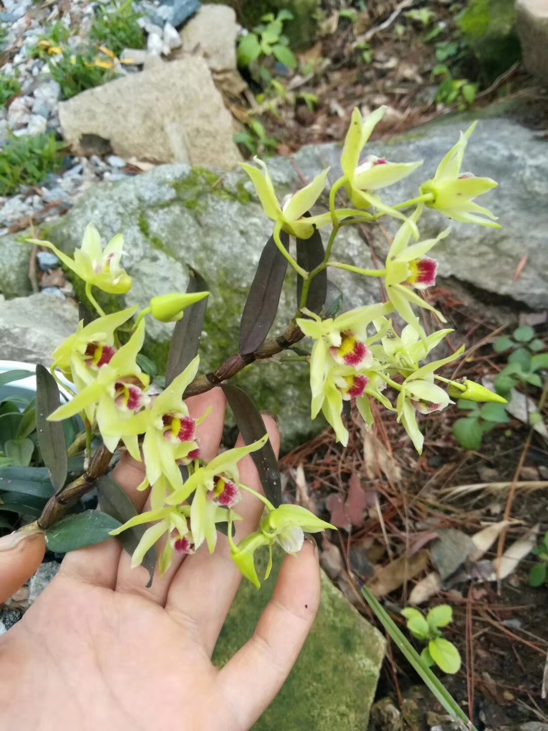 石斛花夏天泡水喝好霍山石斛花吃法及禁忌鐵皮石斛花的功效