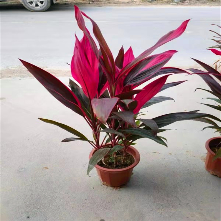 福建批发花卉盆栽水培室内植物亮叶朱蕉苗红边朱蕉千年木