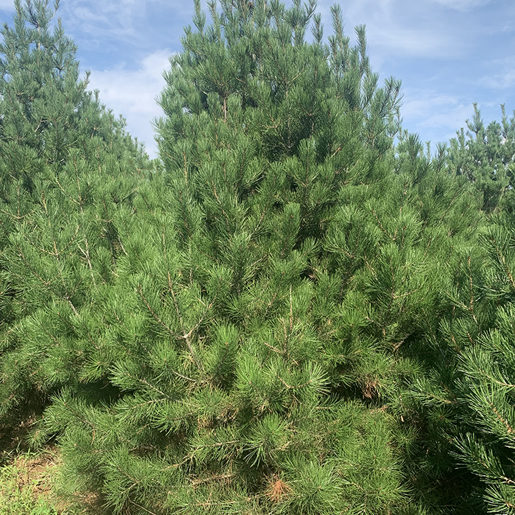 3米绿化蜀桧树蜀桧价格低质量优蜀桧基地价格及报价