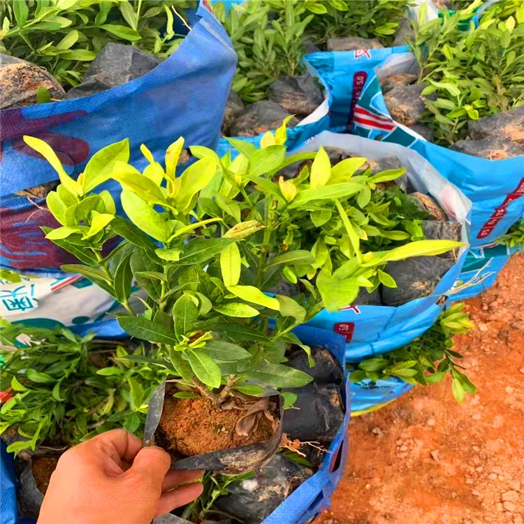 福建基地直供盆栽庭院龙船花苗小叶龙船花苗规格齐全欢迎订购