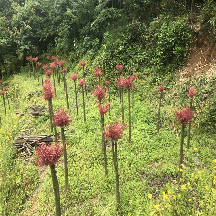 宝林园林产地销售移植红枫树桂林红枫小苗