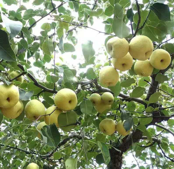 赵县雪梨新果上市