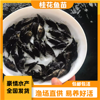 健康淡水桂花鱼苗 鲜活桂鱼苗出售 翘嘴鱖鱼苗货运全国