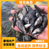 鳜鱼桂花鱼苗 广西贵港鳜鱼苗出售 特级桂花鱼苗