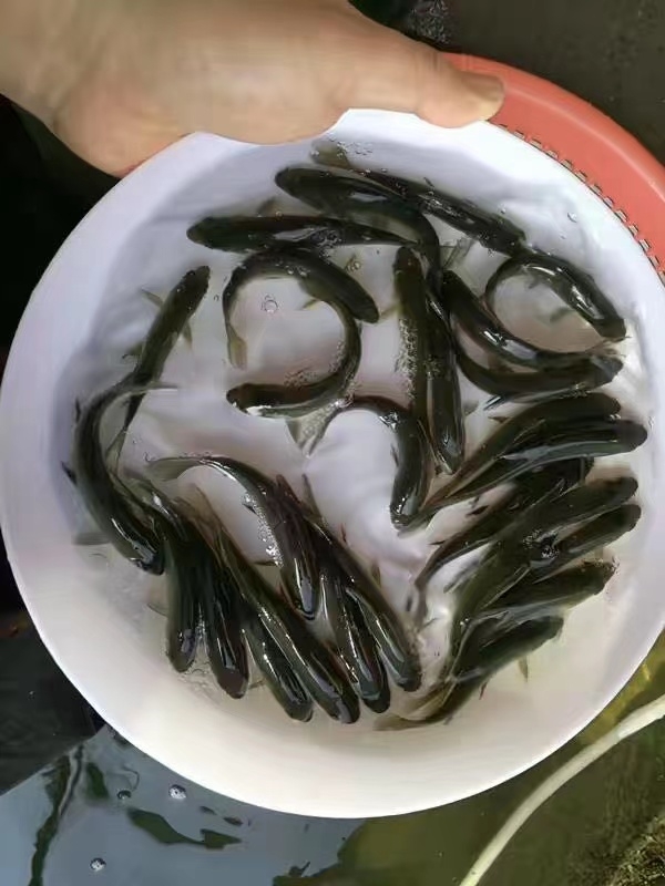 草魚苗價格 寧德廠家熱賣 鯽魚苗 池塘養殖草鯇魚苗