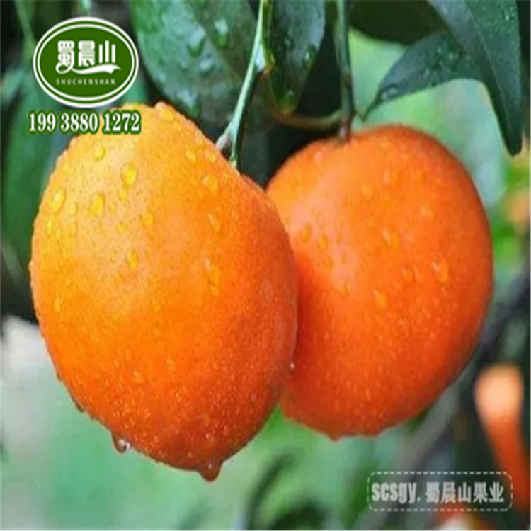 柑橘新品种甘平苗,嫁接过的甘平树苗,嫁接新品种柑橘苗,柑橘苗