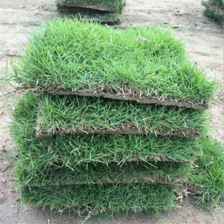 出售马尼拉草草坪草皮耐践踏抗旱抗热草坪操场运动场用草