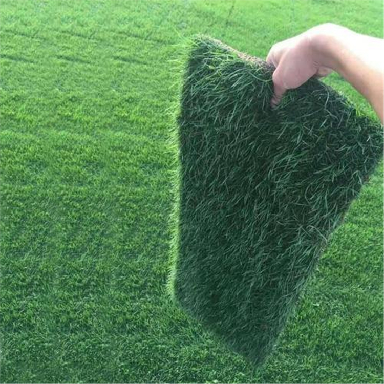 基地出售果岭草草坪草皮护坡风景区绿化别墅庭院美化