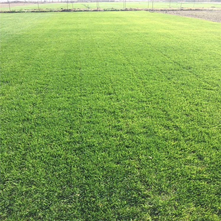 长期出售 四季青草坪草皮 果岭草草坪耐践踏抗旱耐荫 草坪种植方法