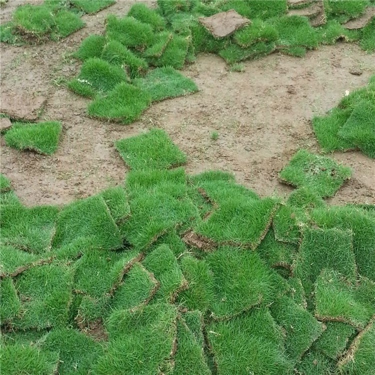 基地供应抗旱抗盐碱结缕草草坪草皮带土带泥真草皮园林绿化工程草皮