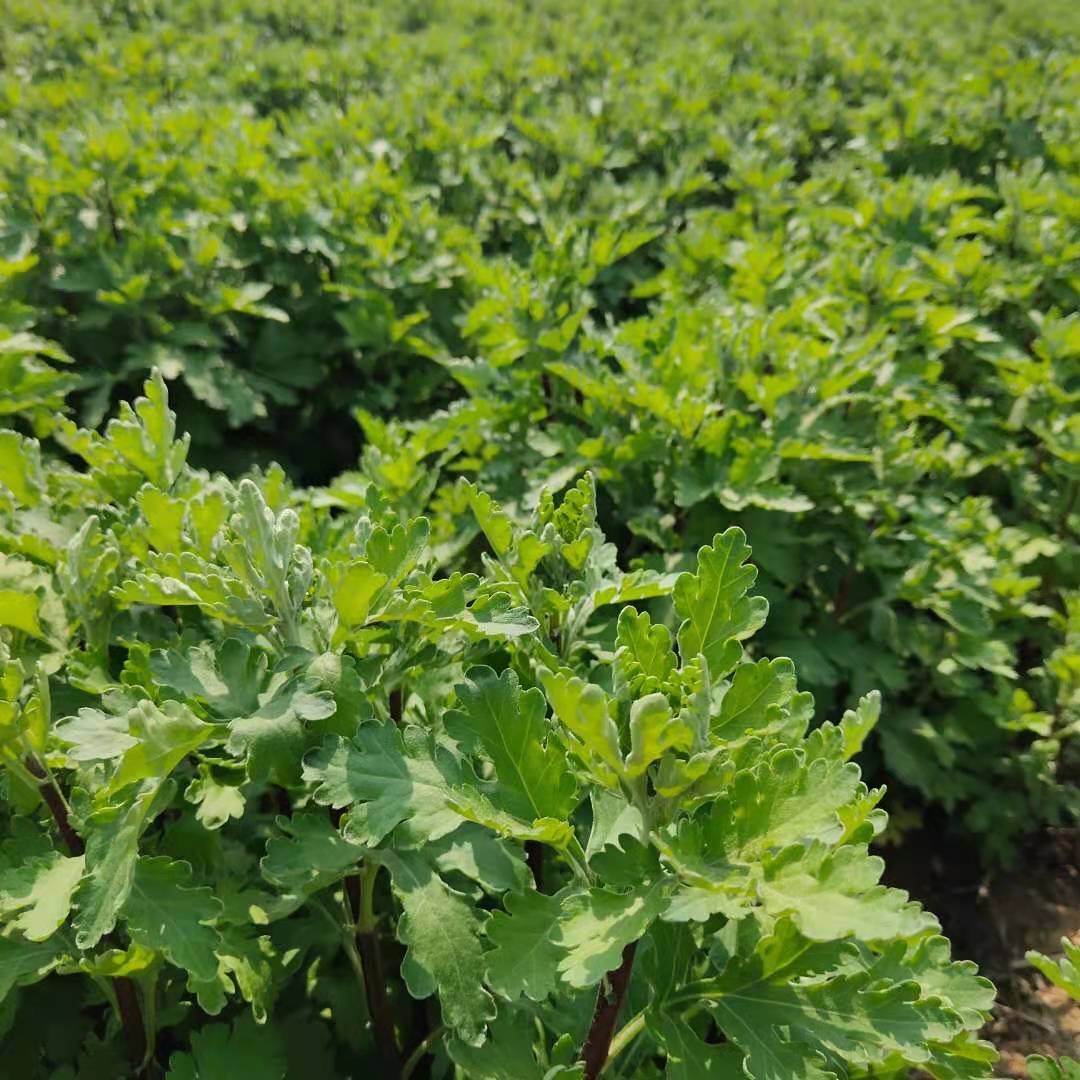 杭白菊花苗提供一手货源