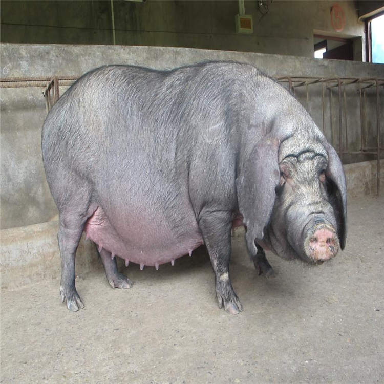 原种太湖二代母猪又叫苏太母猪,是由原种太湖母猪杂交而来的,太湖二代