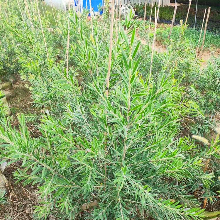 红千层苗湖北澳洲红千层小苗多规格量大优惠苗木