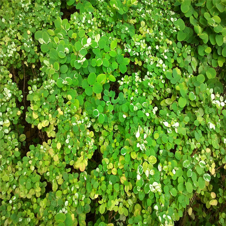 雪花木种植基地江西雪花木容器苗灌木别墅庭院小区工程苗