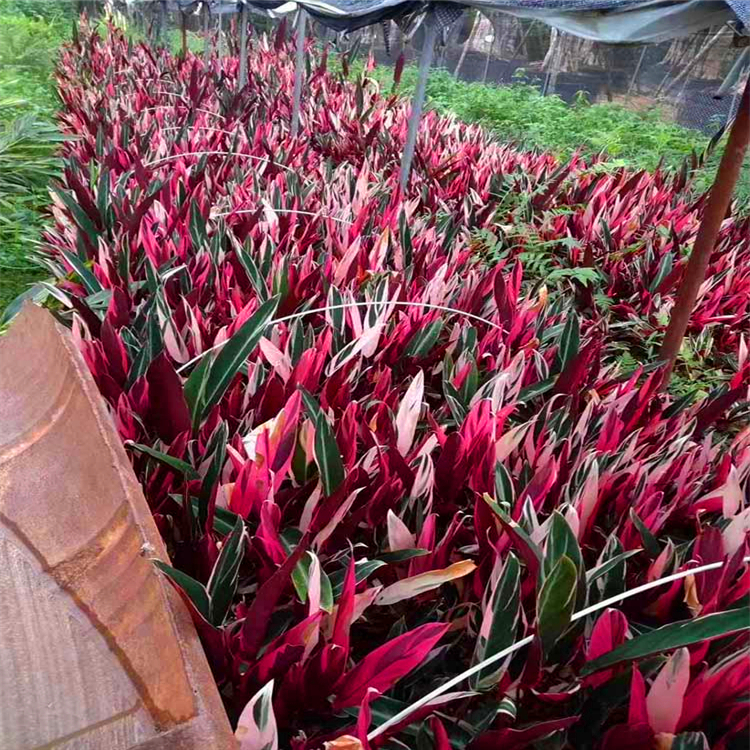 大量培育竹芋苗 福建紫背竹芋苗 缤纷竹芋苗