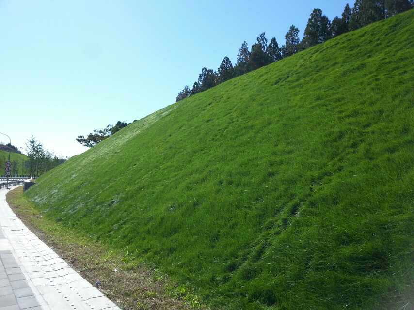 边坡绿化边坡绿化客土喷播公路绿化
