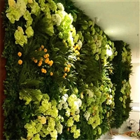 阳台真植物墙 垂直绿化墙 金森