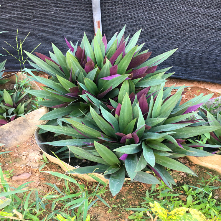 批发小蚌兰上海小蚌兰杯苗工程绿化苗蚌花叶好看易活