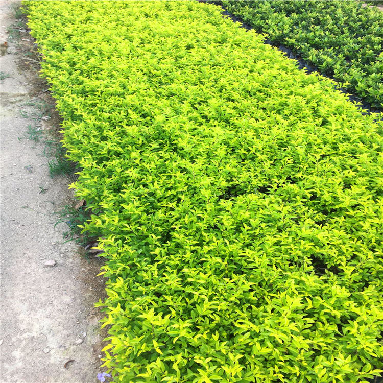 黄金叶贵州黄金叶容器苗多种规格树形优美