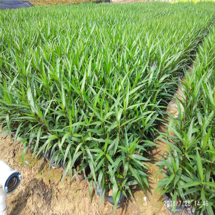 紫花芦莉批发重庆紫花翠芦莉价格规格全欢迎咨询