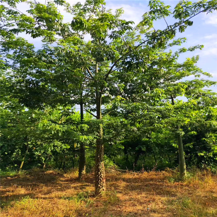 基地批发精品木棉 湖北美丽异木棉价格 酒瓶树苗 庭院