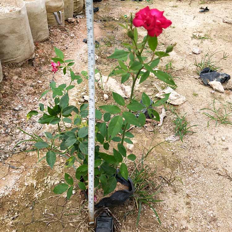 月季-月季价格/厂家/批发-漳浦县官浔镇妙龙苗木场