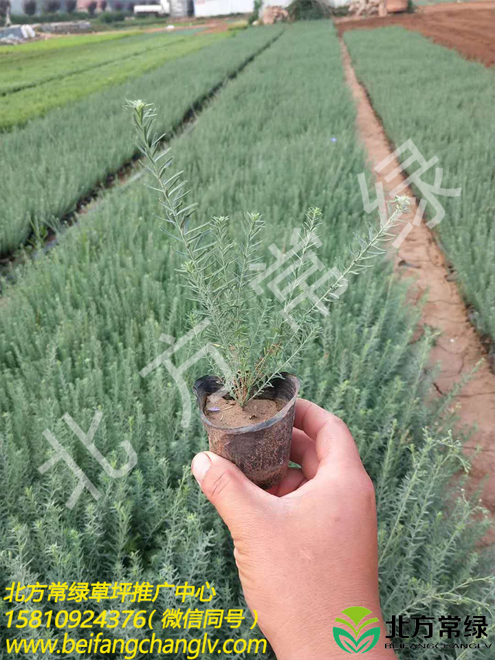 北京通州苗木基地供应蓝亚麻种苗小苗等万亩苗地价格合理